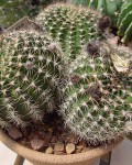 Echinopsis Ancistrophora