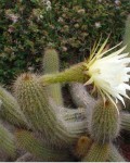 Echinopsis Angelesii