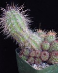 Echinopsis Aurea