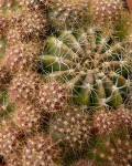 Echinopsis Boyuibensis