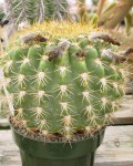 Echinopsis Bruchii