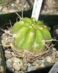 Echinopsis Caineana