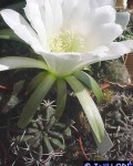 Echinopsis Callichroma