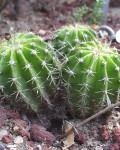 Echinopsis Calochlora