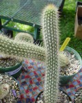 Echinopsis Camarguensis