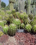 Echinopsis Candicans