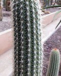 Echinopsis Caulescens