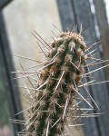 Echinopsis Cephalomacrostibas