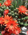 Echinopsis chamaecereus