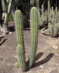 Echinopsis Chiloensis