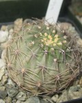 Echinopsis Chrysantha