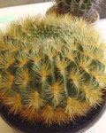 Echinopsis Chrysochete