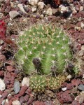 Echinopsis Cinnabarina