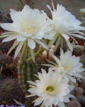 Echinopsis Cochabambensis