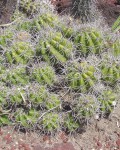 Echinopsis Comarapana