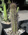 Echinopsis Coquimbana