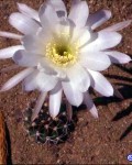 Echinopsis Coronata