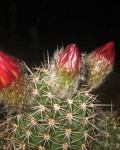 Echinopsis Crassicaulis