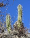 Echinopsis Cuzcoensis