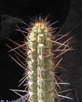 Echinopsis Deserticola