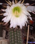 Echinopsis Escayachensis