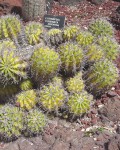 Echinopsis Eyriesii