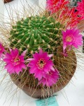 Echinopsis Ferox