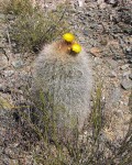 Echinopsis Formosa