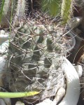 Echinopsis Glaucina