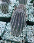 Echinopsis Haematantha