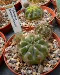 Echinopsis Hammerschmidii