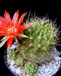 Echinopsis Hertrichiana