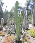 Echinopsis Huanucoensis