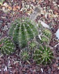 Echinopsis Hybrid