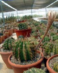 Echinopsis Klingleriana