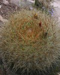 Echinopsis Korethroides