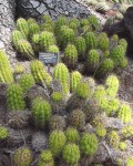 Echinopsis Lamprochlora