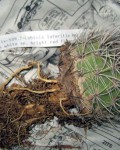 Echinopsis Lateritia