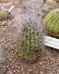 Echinopsis Leucantha