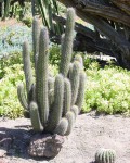 Echinopsis Litoralis