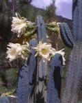 Echinopsis Macrogona