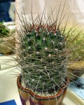 Echinopsis Marsoneri