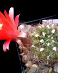 Echinopsis Maximiliana