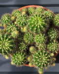 Echinopsis oxygona