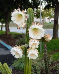 Echinopsis Pachanoi