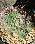 Echinopsis Pentlandii