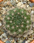 Echinopsis Pojoensis