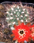 Echinopsis Pugionacantha