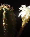 Echinopsis Rhodotricha