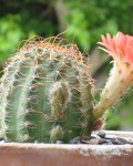 Echinopsis Saltensis